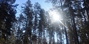 Лес в Оренбургской области; фото из архива