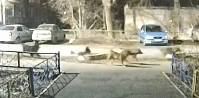 Собаки во дворе. Источник: Стоп-кадр из видео очевидцев
