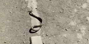 Змея на Ялтинской в Орске