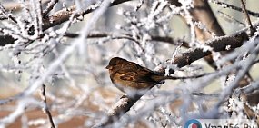 Небольшой снег ожидается в Оренбургской области на этой неделе 