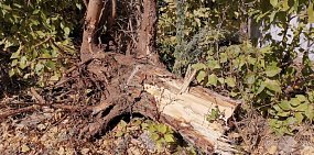 Срубленное дерево 