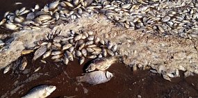 Telegram: В озере Октябрьском Оренбургской области массово погибла рыба