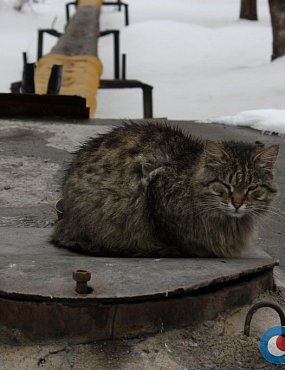 «Мы боимся за своих детей!» Орчане жалуются на соседей, подкармливающих бездомных животных