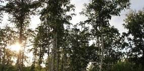 Губернатор предложил депутатам «усовершенствовать порядок сбора валежника» 