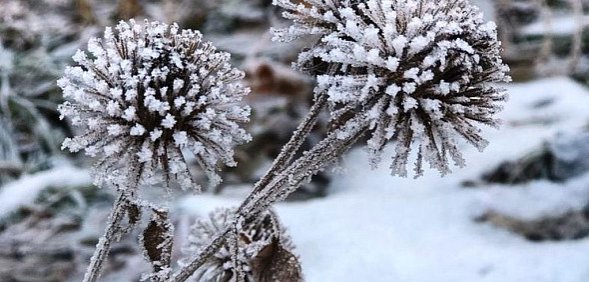 Иней. Фото из архива 