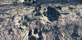 В Бузулукском бору заметили следы одних из самых скрытных хищников — рысей