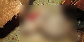 Труп котенка. Источник фото: пресс-служба УМВД России по Оренбургской области