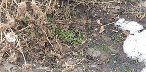 В Орске в феврале начала зеленеть трава, 05.02.2021