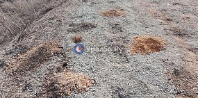 Грызуны, живущие в дамбе Орска, проснулись после зимы