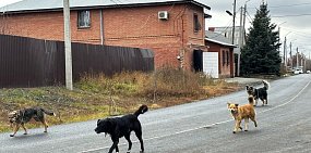 Собаки города Оренбурга