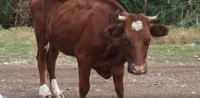 Крупнейший агропроизводитель в Оренбургской области задолжал фирме из США 1,7 млн рублей за замороженную сперму быков