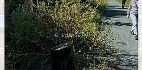 Сорняки с человеческий рост выросли в парке «Березка» в Оренбурге 