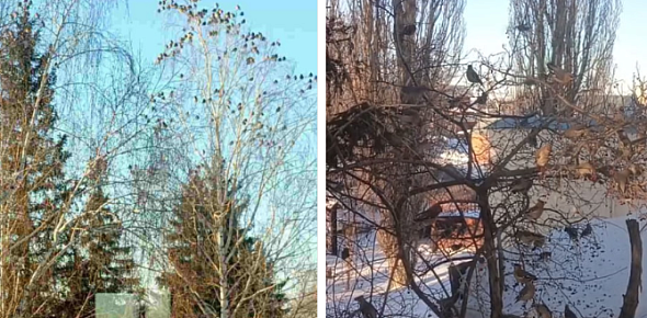 В Оренбургской области заметили свиристелей. Зимой они перебираются ближе к людям