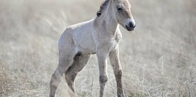 Первому жеребенку лошади Пржевальского, родившемуся в 2023 году, дали имя Атей