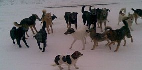 В Ясном был введен особый порядок обращения с бездомными собаками