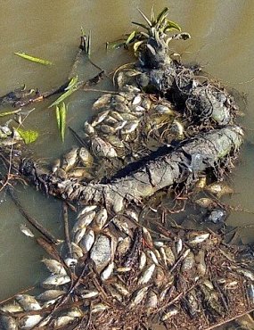 В Ташлинском районе экологическая катастрофа?