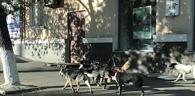 Бродячих животных должны отлавливать гуманными методами