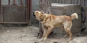 В Оренбургской области уменьшилось число обращений людей с укусами животных, но оно остается стабильно высоким