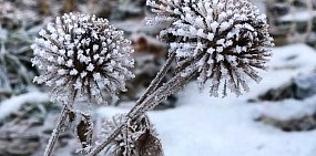 Иней. Фото из архива