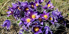 За сорванные первоцветы оренбуржцам грозят значительные штрафы