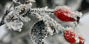 Заморозки. Фото из архива