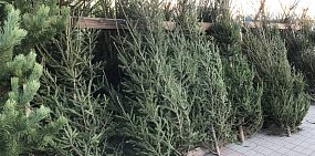 Елки в Орске 