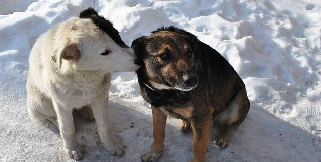 Собак ждет смерть: Законопроект об эвтаназии бездомных животных принят в Оренбургской области