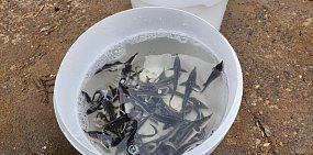 Более 302 тысяч мальков выпустили в 2025 году в водоемы Оренбургской области 