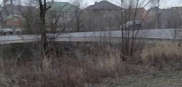 Нескошенная трава Автомобилистов, 13, фото: скрин видео тг-чат Евгения Солнцева