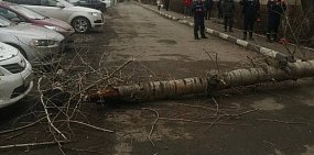 Упавшее дерево. Фото прокуратуры Оренбургской области