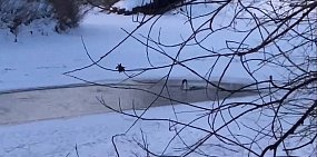 Лебедь не улетел на юг и остался на реке Самара, фото: скрин с видео местных жителей