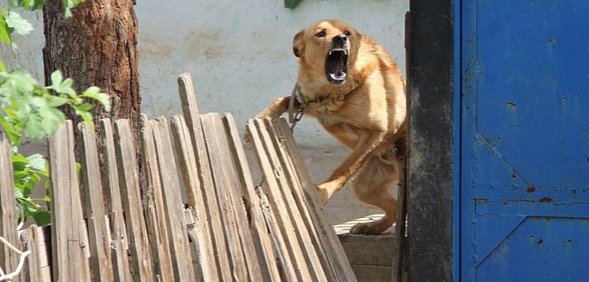 В Орске алабай сорвался с цепи и укусил мать с ребенком