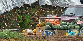 От арбузов сразу к елкам: В Оренбург уже завезли для продажи новогодние деревья