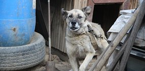 В Оренбургской области планируют усыплять агрессивных собак. Как будут проверять животных?