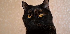 В Госдуме предложили ввести запрет на продажу домашних животных в зоомагазинах и на птичьих рынках