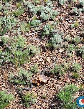 В Орске змея укусила ребенка на пляже?