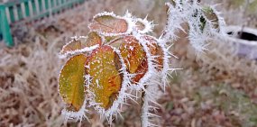 В первый день календарной зимы восток Оренбургской области после плотного тумана укрыла изморозь