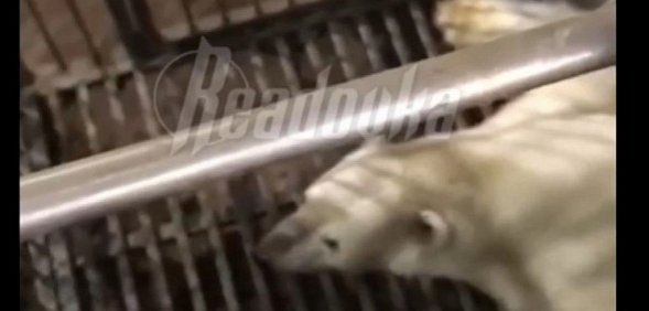 Скриншот с видео