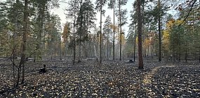 Пожар в Бузулукском бору. Фото пресс-службы нацпарка