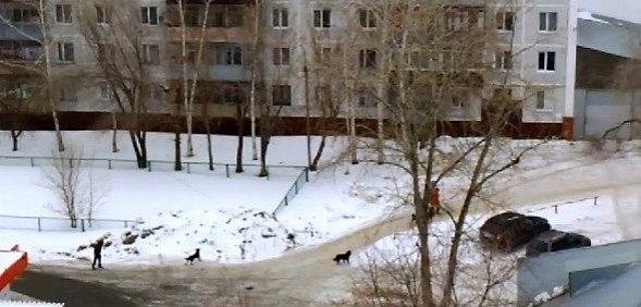 В Оренбурге стаи бродячих собак пугают и гоняют прохожих