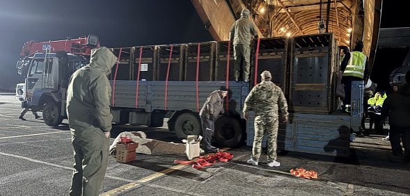 8 диких лошадей Пржевальского из Оренбургского заповедника переселили в Хакасию