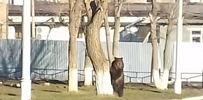 Видео: В Гае медведь карабкался по дереву