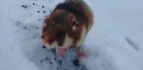 В Оренбургской области из-за аномально теплой погоды начали выходить из спячки хомяки