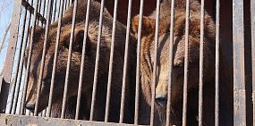 Мэр Магаса рассказал о состоянии медведей, которые жили в придорожном кафе в Оренбургской области