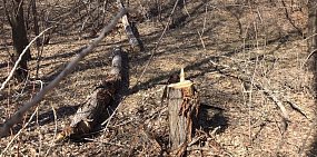 Из-за незаконной вырубки деревьев в парке Строителей Орска возбуждено уголовное дело