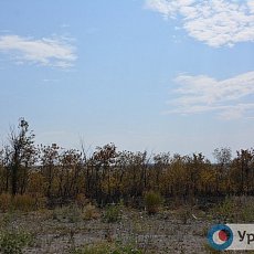 Лесополоса вдоль дороги Орск – Новотроицк, 2017 год