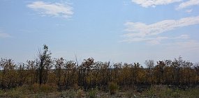 На восстановление лесополосы вдоль трассы в Сакмарском районе готовы потратить почти 2 млн рублей