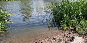 Есть ли погибшая рыба в Урале в Оренбурге?