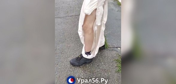 Стая собак напала на подростка на улице Чкалова Оренбурга