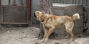 Собака на привязи. Фото из архива